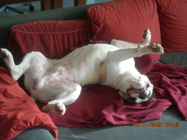 Ike in zijn favo slaaphouding!