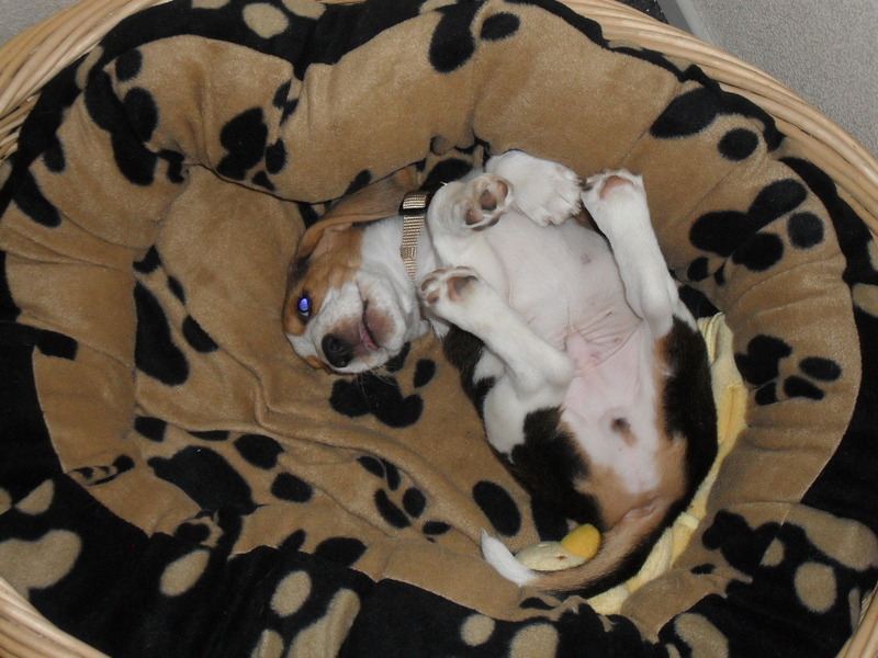 Kenzo voelt zich thuis