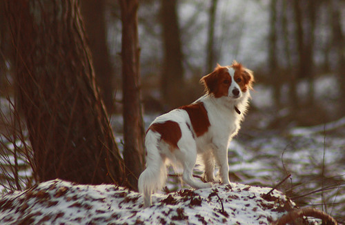 Kooikerhondje