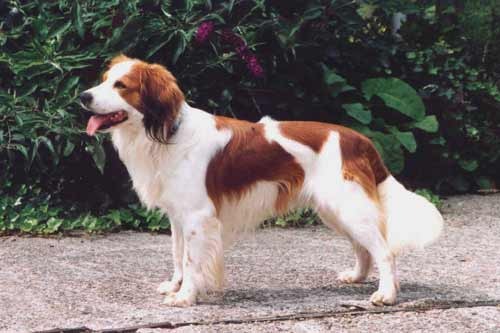 Kooikerhondje