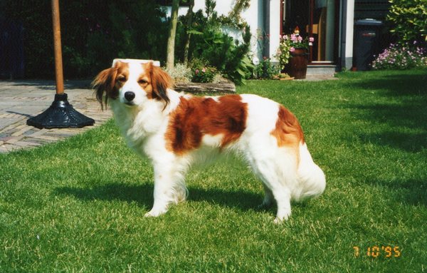 Kooikerhondje