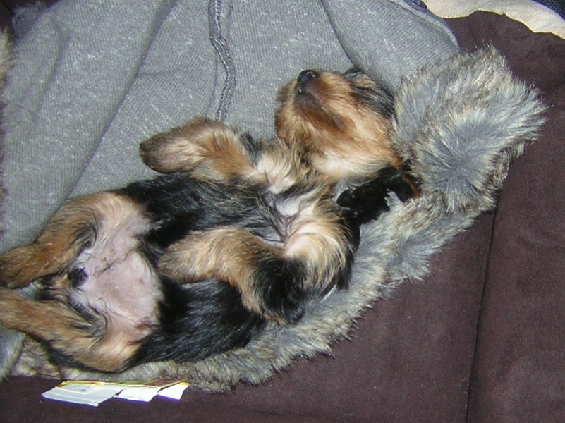 misty toen ze 10 weken was