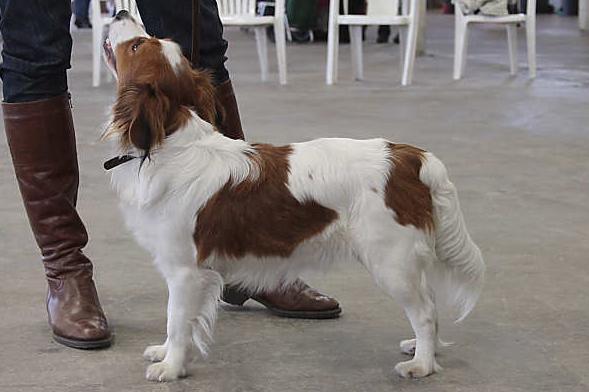 Kooikerhondje