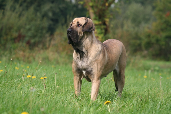Fila Brasileiro
