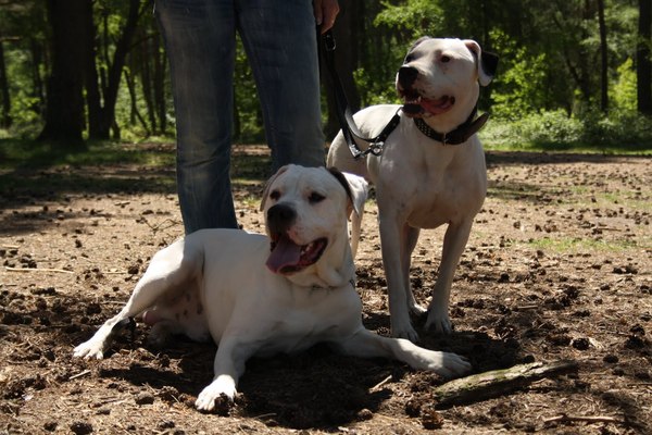Dogo Argentino