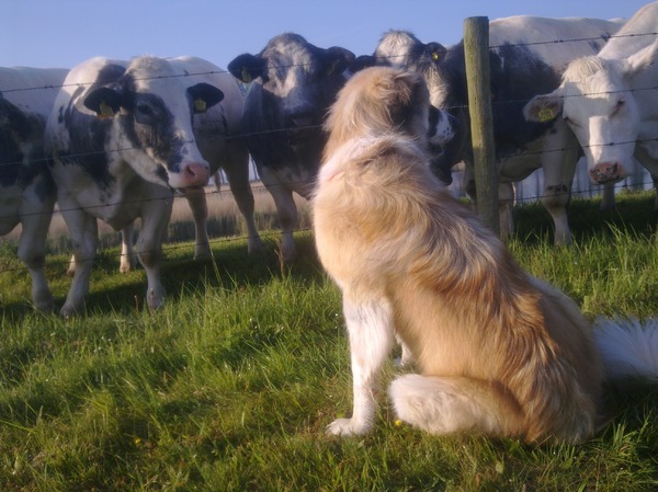 Kaukasische Owcharka