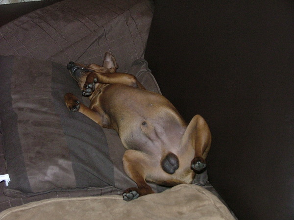 Liggende hond op zen rug met scheve kop (ozzy)