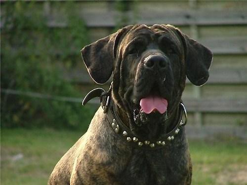 Fila Brasileiro