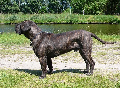 Dogo Canario