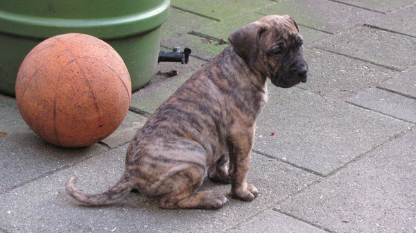 Dogo Canario