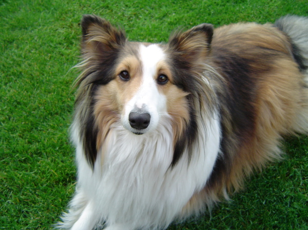 Sheltie