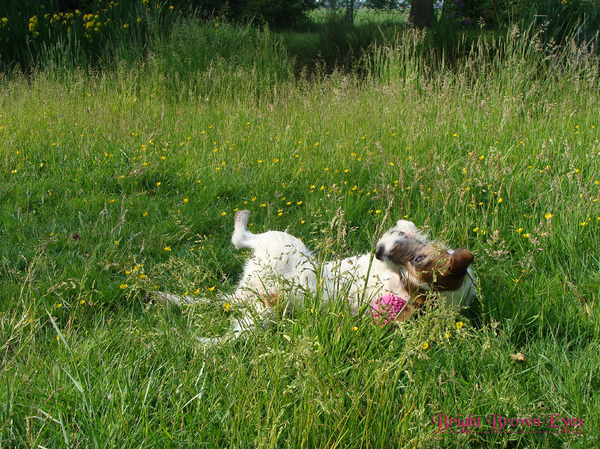 Napoleon en zijn speeltje