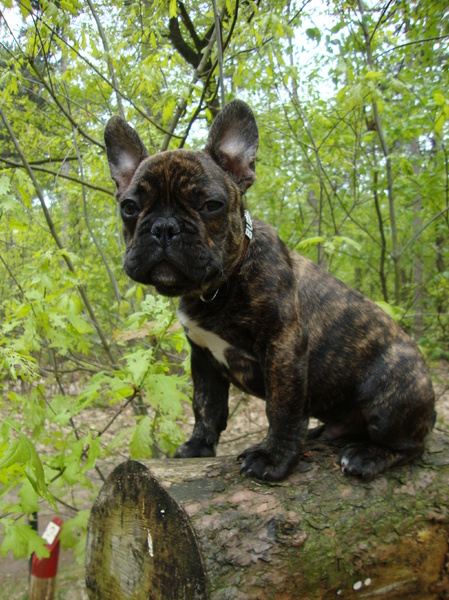 Franse Bulldog