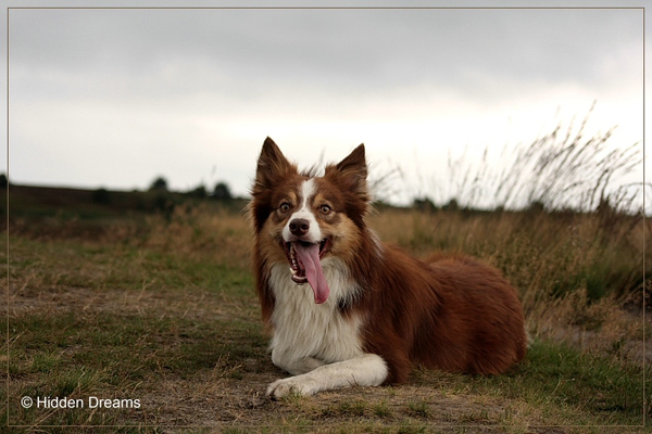 Border Collie