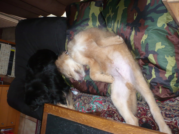 zaaaaaalig op mijn kussen...