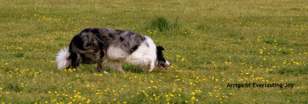 Border Collie