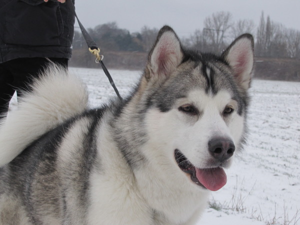 Alaskan Malamute