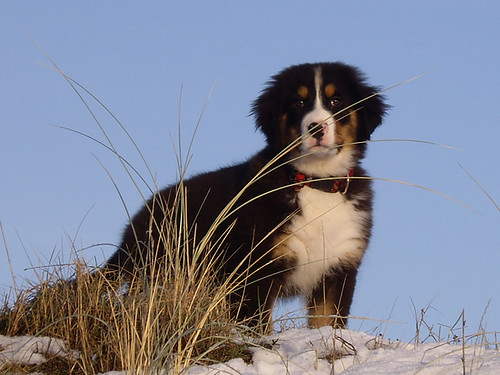 Berner Sennenhond