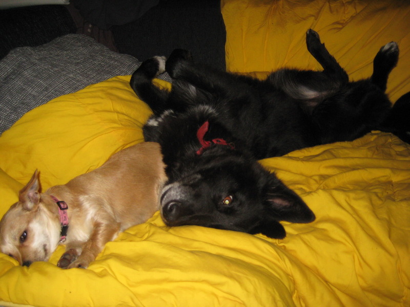 Joekel en Princess...