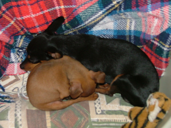 Lekker met mijn grote broer slapen in de mand,zalig.(Ozzy)