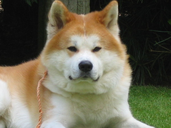 Akita Inu