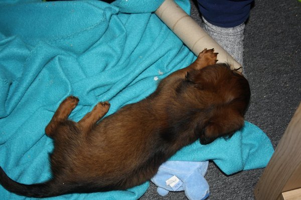 blijven vasthouden dat speeltje