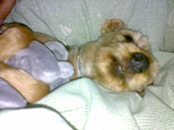 Pixel met zijn knuffel muis in bed.