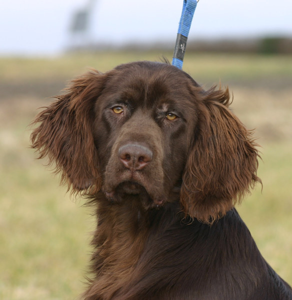 Duitse Staande Hond, Langhaar