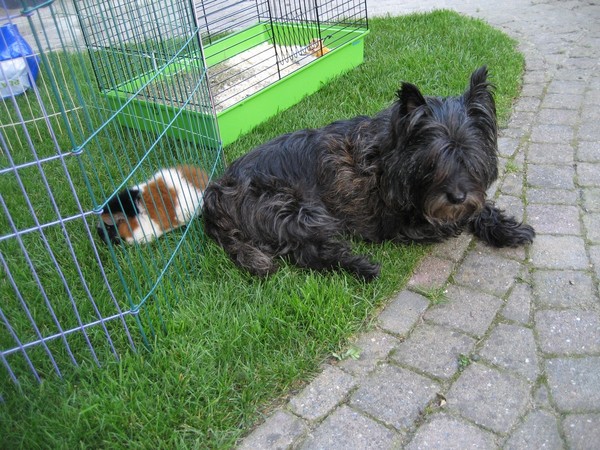 Lotje waakt over de cavia