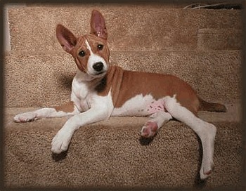 Basenji