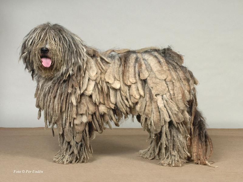 Bergamasco