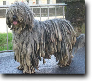 Bergamasco