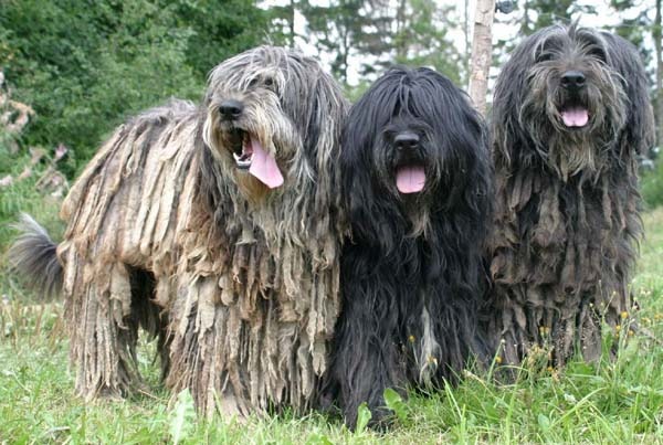 Bergamasco