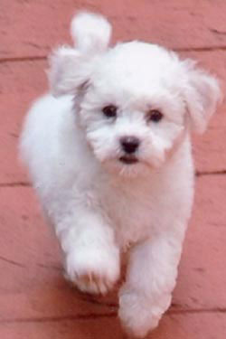 Bichon Frise