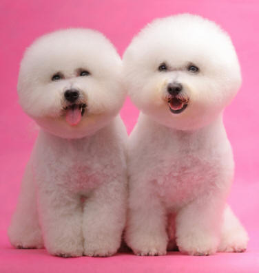 Bichon Frise