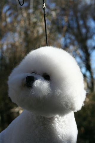 Bichon Frise