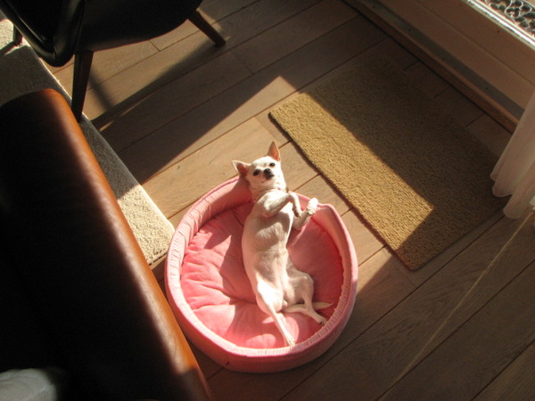 Hmmmmm heerlijk lui in het zonnetje