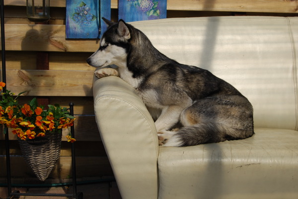 Sky lekker luieren op de bank