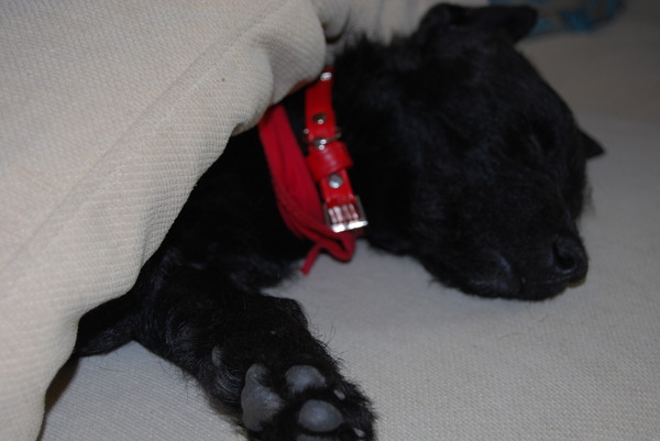 lekker lui onder het kussen