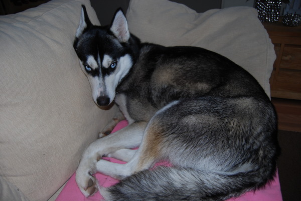 Mag jij op de bank???