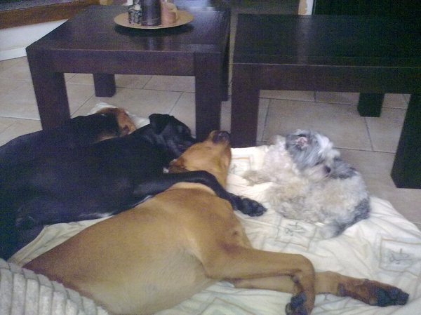 Uitgeput na een uurtje wandelen in het bos.