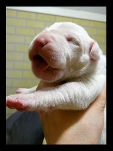 Dogo Argentino