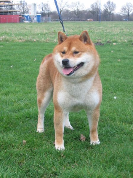 Shiba Inu