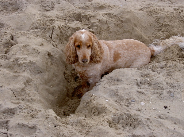 Engelse Cocker Spaniel