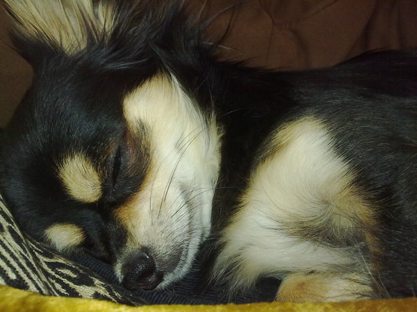 een echt hondenleven