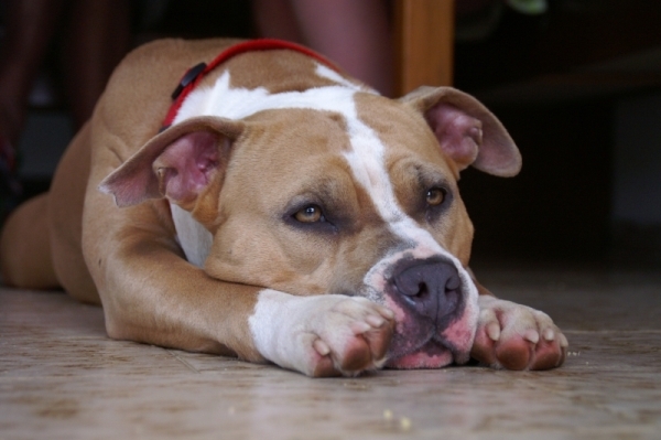 American Staffordshire Terrier