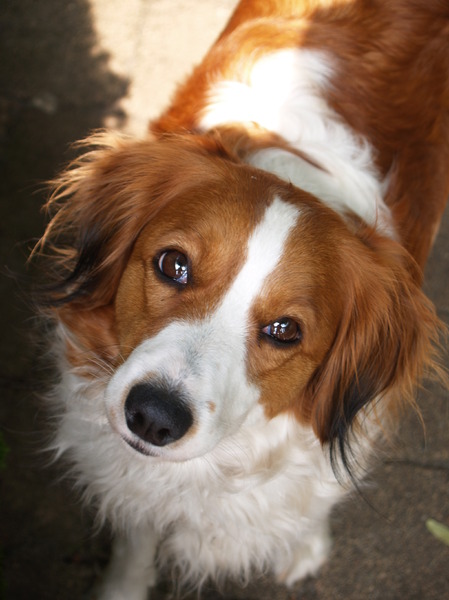Kooikerhondje