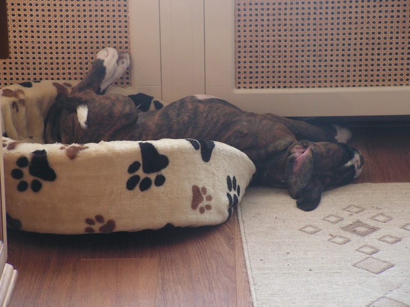 Kan niet kiezen...mand of grond