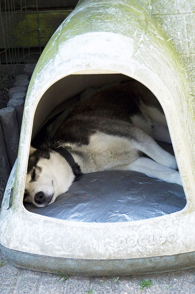 Husky Kayak in zijn Iglo