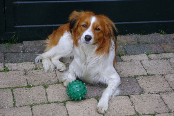 Kooikerhondje